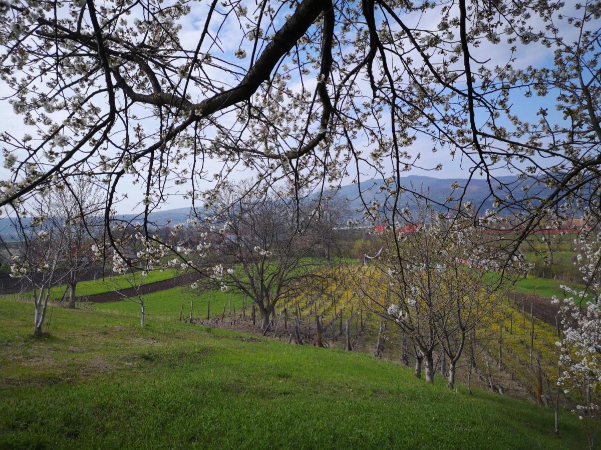 Casa Livada Bunicii Villa Aknavásár Kültér fotó