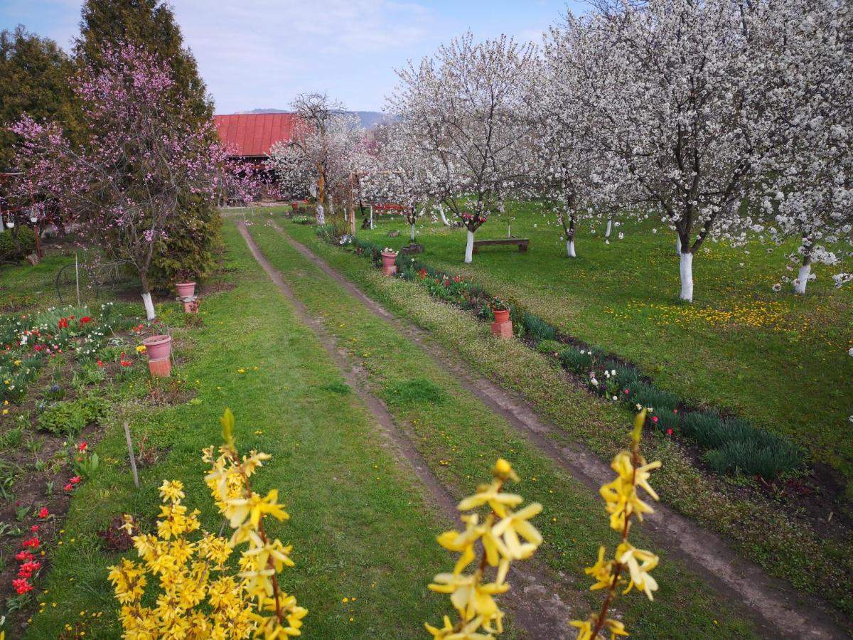 Casa Livada Bunicii Villa Aknavásár Kültér fotó